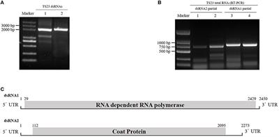 Molecular characterization of a novel partitivirus isolated from <mark class="highlighted">Rhizoctonia solani</mark>